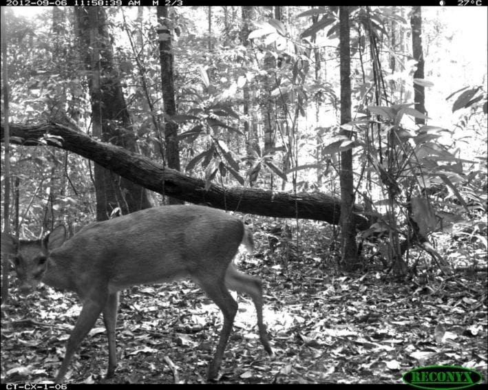 An Amazonian brown brocket deer (Mazama nemorivaga) from the Caxiuana National Forest. Deforestation in the Amazon is a major threat to the species
