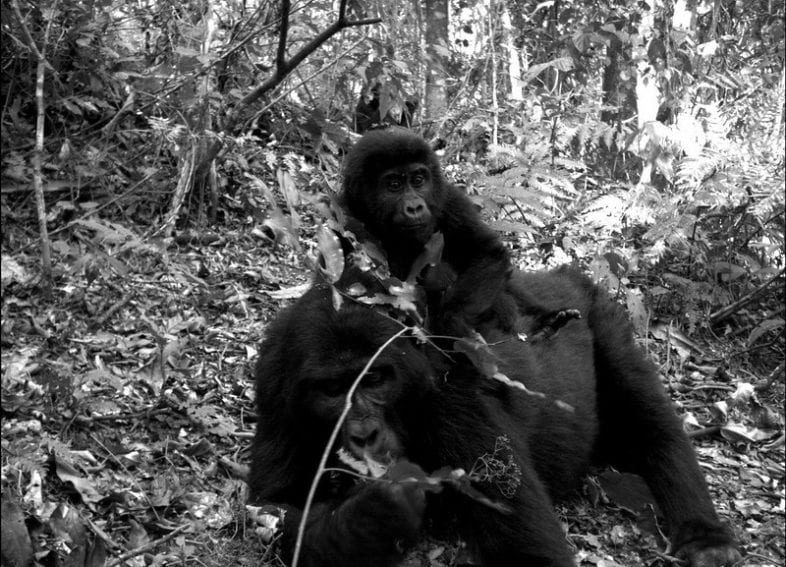 Mountain gorillas (Gorilla beringei beringei) in Bwindi Impenetrable Forest, Uganda. It is classified as an endangered species by the IUCN
