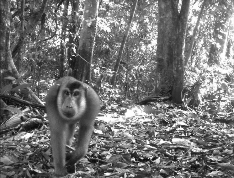 A southern pig-tailed macaque (Macaca nemestrina) from TEAM’s site in Bukit Barisan Selatan, Indonesia. Habitat loss and hunting threaten the species
