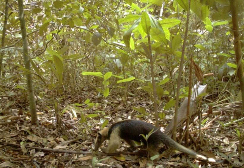 A northern tamandua (Tamandua mexicana) in Volcan Barva, Costa Rica. Threats include hunting and habitat change
