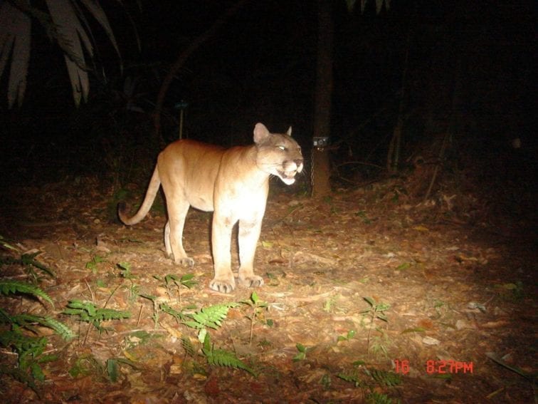 A mountain lion (Puma concolor), also known as the puma or cougar, is one of 169 mammal species in Costa Rica. Pumas are threatened by habitat loss and hunting  
