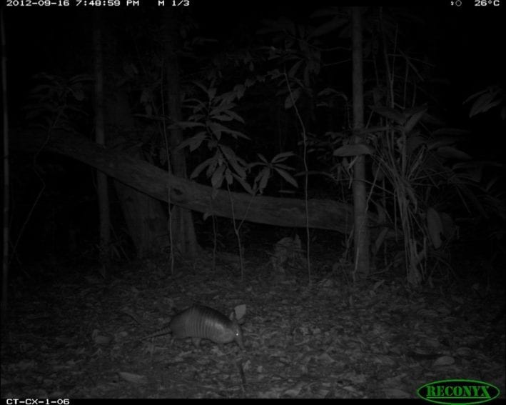 A nine-banded armadillo (Dasypus novemcinctus) from the network’s site in Caxiuana National Forest, Brazil
