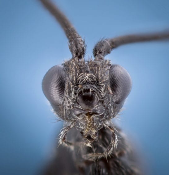 La Ichneumonidae (Latreille, 1802) es una familia de avispas parasitoides, es decir, que sus miembros ponen huevos en otros animales. Por esta característica, son importantes en el control de insectos que son plagas. 
