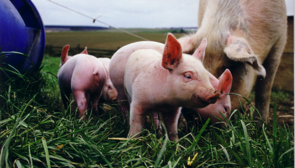 Piglets_Flickr_Compassion in World Farming
