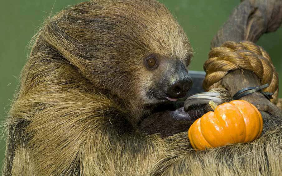 Sloth_Mehgan Murphy_Smithsonian's National Zoo (FILEminimizer).jpg