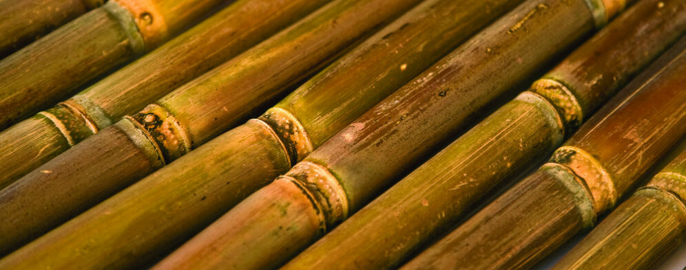 sugarcane Sweeter Alternative Flickr a