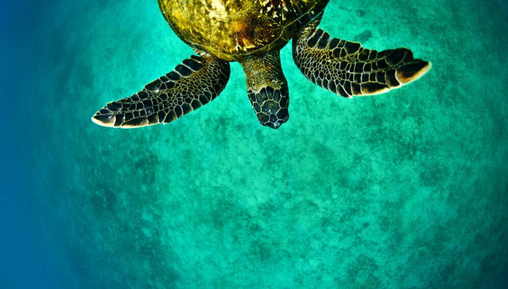 Sea Turtle_James Morgan_Panos