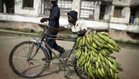 Inicia reto de salvar a bananos de hongo destructivo