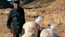 Hongos peruanos: del laboratorio a la comunidad