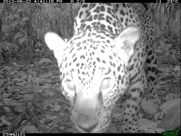 A jaguar (Panthera onca) from Cocha Cashu. Threats to the species include deforestation and human persecution
