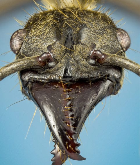 La hormiga Neoponera cf villosa (Fabricius, 1804) posee interacciones positivas con otras especies de hormigas, además de ser alimento para anfibios y predadora de diversos artrópodos.
