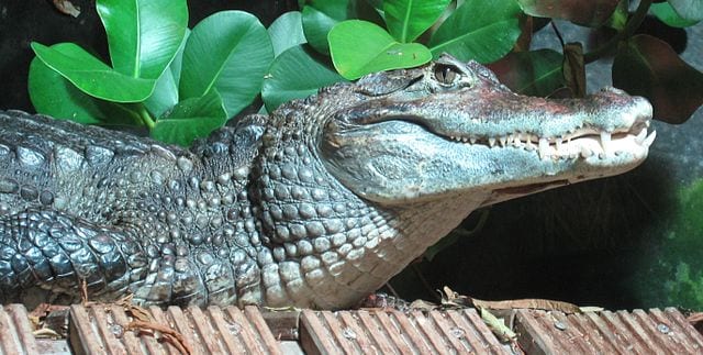 640px-Caiman_crocodilus_Nausicaa