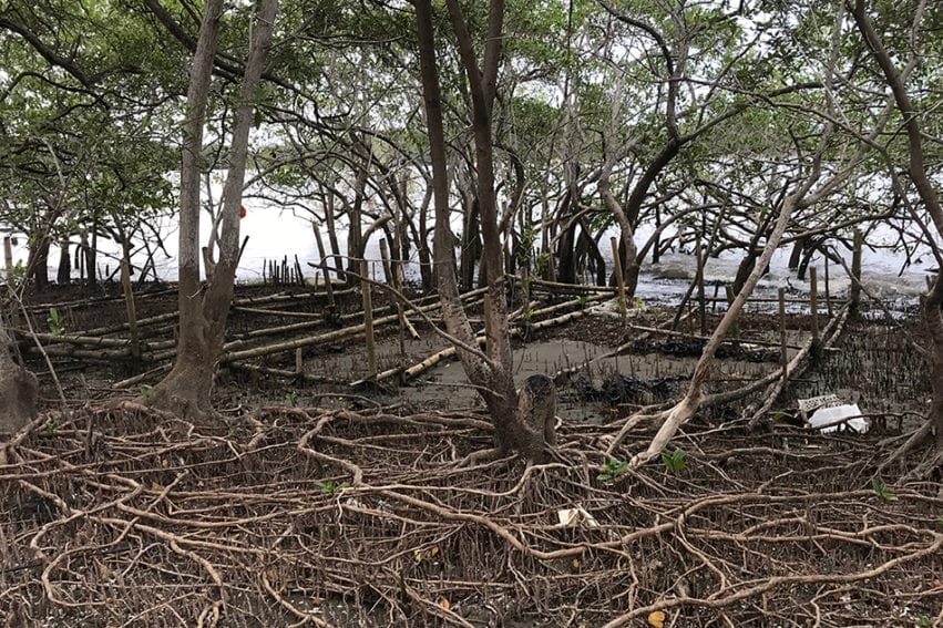 The site of a failed reforestation effort. Jimenes says scientists didn&rsquo;t listen when the women said the nursery was too close to the sea. Now, the site is further inland. They also insisted on a mix of mangrove soil and sand, not the 100 per cent soil experts suggested. &ldquo;Through trial and error we knew it was better,&rdquo; she says.
