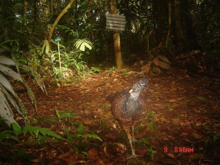 A great curassow (Crax rubra) caught on a camera trap in Costa Rica. It is threatened by hunting and habitat loss 
