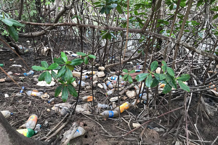 Mangrove littered with plastic. The trash is picked up twice a month, says Sophia Jimenez, and the women are committed to protecting the area because different species of mangrove support different species of mollusc.
