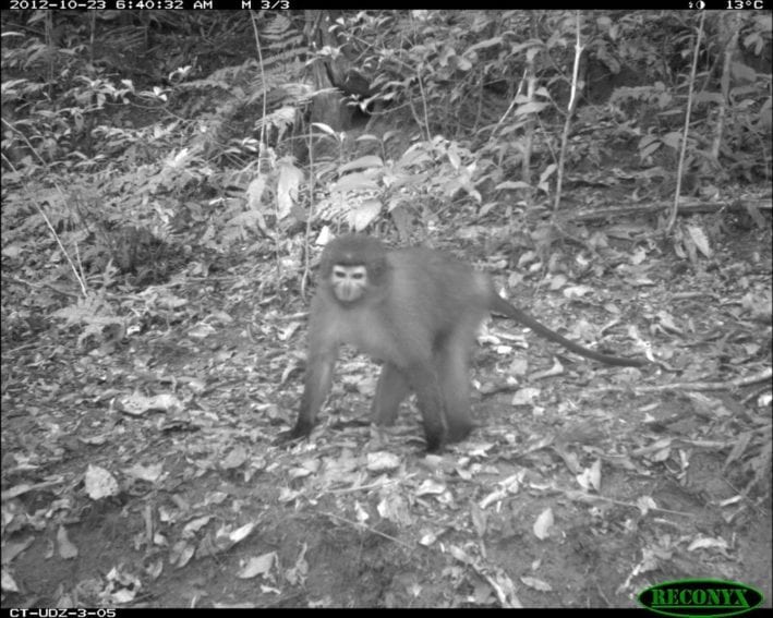 A Sanje mangabey (Cercocebus sanjei) from TEAM’s site in the Udzungwa Mountains in Tanzania. It is classified as endangered by the environmental organisation the International Union for the Conservation of Nature (IUCN)
