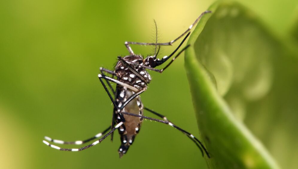 Aedes_aegypti_MuhammadMahdiKarim.jpg