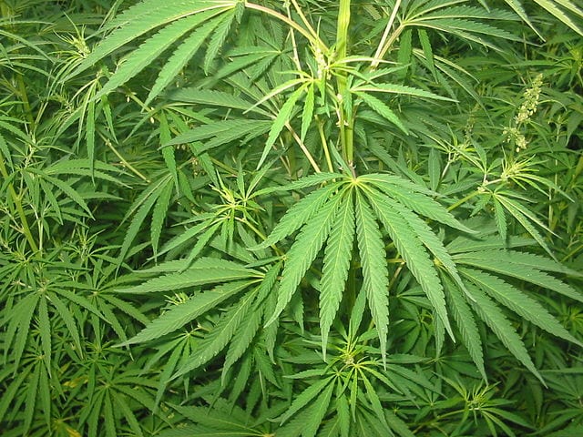 Cannabis_hojas