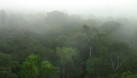 Pocas especies dominan diversidad de árboles amazónicos