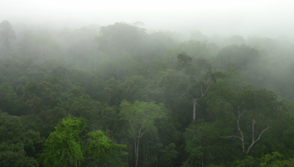 Forest_Canopy_Central_Amazonia_Hans_ter_Steeg_1600x1200px