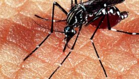 Virus Zika: nueva amenaza llega a Brasil