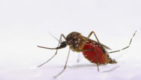 Haber tenido dengue protegería del zika