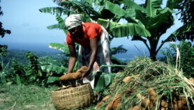 Huracanes y sequías amenazan agricultura de Jamaica