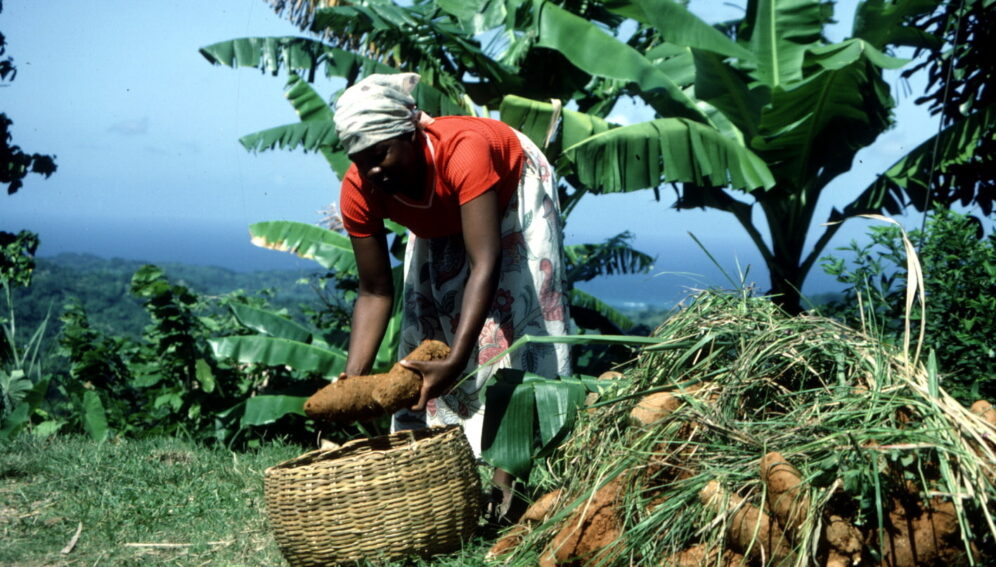 Agricultora_jamaicana_FAO_F. Mattioli_1417x942px.jpg