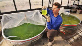 Combustibles de alga no serían aptos para países en desarrollo