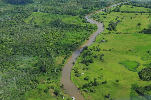 Amazon Rainforest Niel Palmer