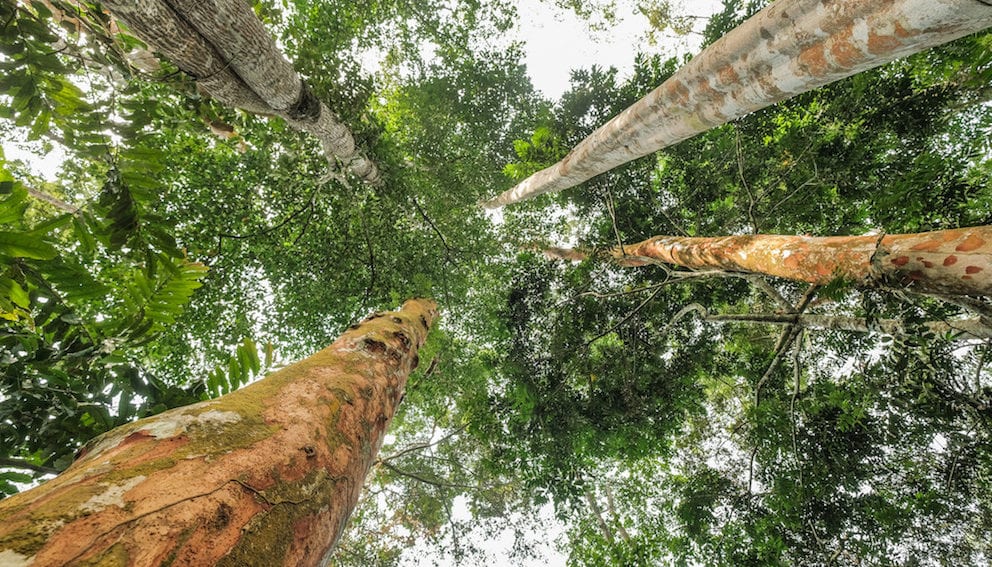 La altura de los árboles, clave para evitar que mueran por sequías -  América Latina y el Caribe