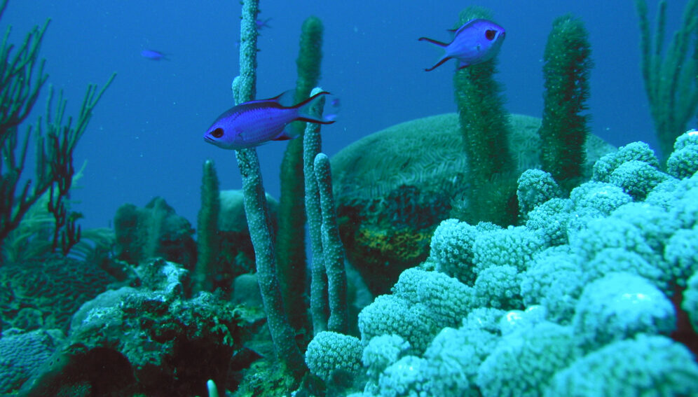 arrecife caribeno NOAA