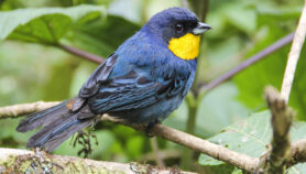 Más aves de las que se cree están en riesgo de extinción