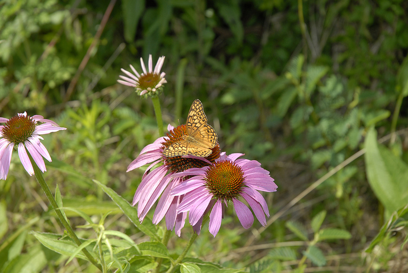 Biodiversity USDA Flickr