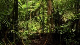 Bosques recuperan más carbono después de tala selectiva