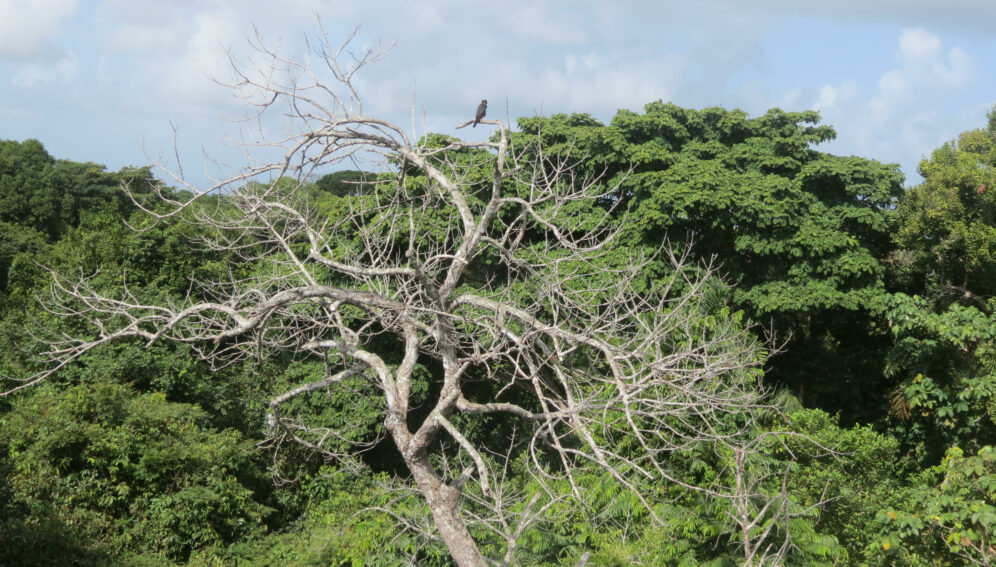 Bosque tropical Panama