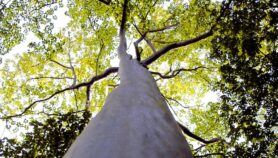 Alerta de extinción de biodiversidad en bosques del mundo