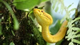 Envenenamiento por mordedura de serpientes: hechos y cifras