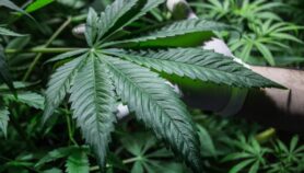 Colombia legaliza uso medicinal de cannabis
