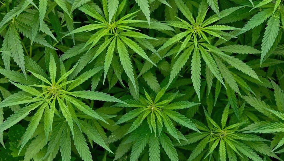cannabis-hojas