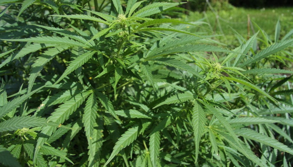 Cannabis_sativa_plant_Chmee2-wikipedia[28600].JPG