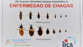 Centroamérica: fumigar viviendas no basta para eliminar Chagas