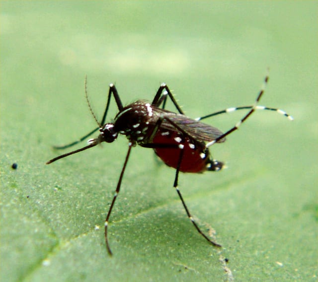 chikungunya Armed Forces Pest Management Board Flickr
