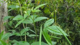 Planta medicinal maya podría tratar leishmaniasis cutánea