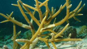 Nueva esperanza para recuperar arrecifes del Caribe
