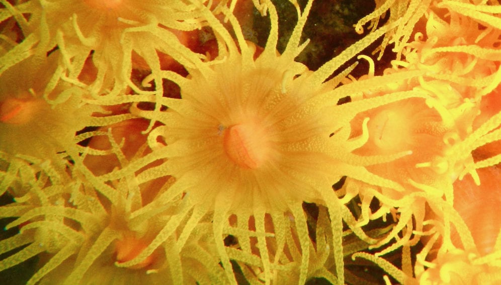 coral sun by Cifonauta, CEBIMar.jpg