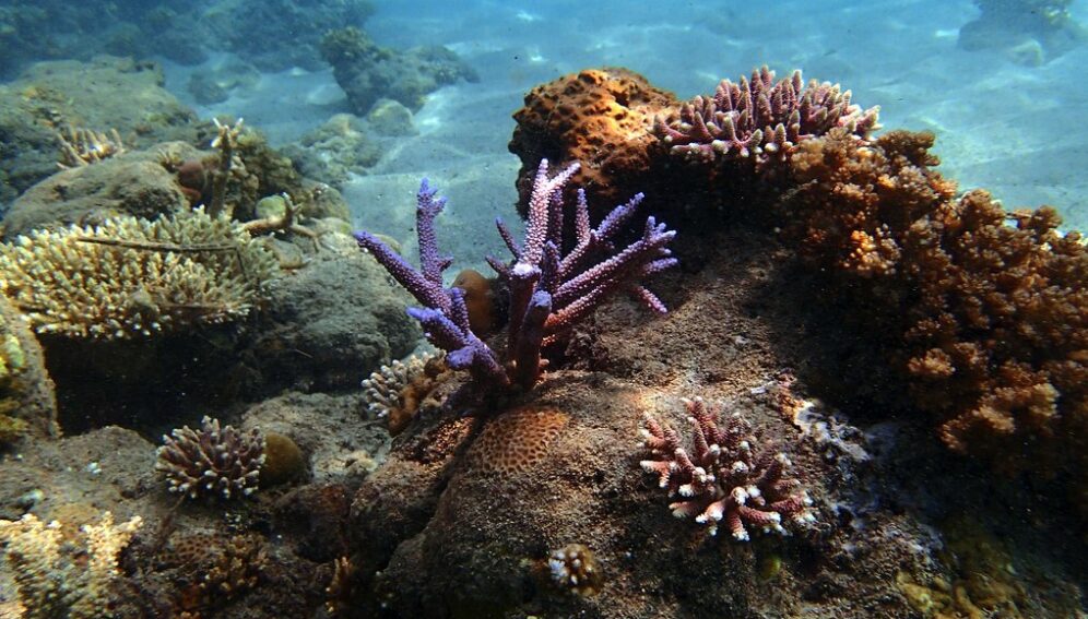 Corales_WordlFish_flickr.jpg