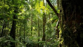Indígenas reforestarán Corredor Biológico Mesoamericano
