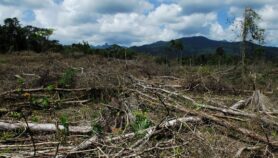 Narcotráfico vinculado con deforestación centroamericana
