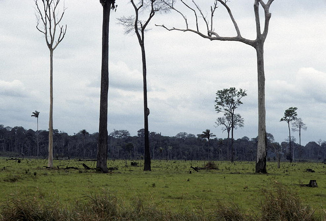 deforestation_Amazon_UN_Photo_P_Sudhakaran